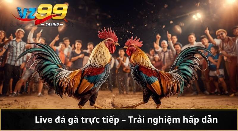 Live đá gà trực tiếp - Trải nghiệm hấp dẫn