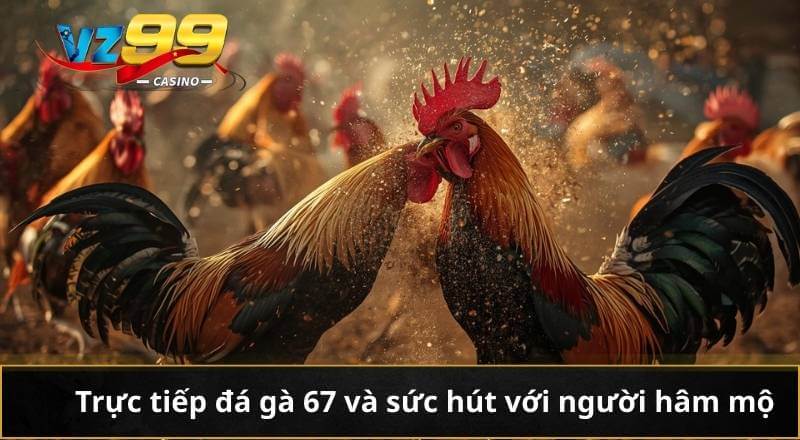 Trực tiếp đá gà 67 và sức hút với người hâm mộ